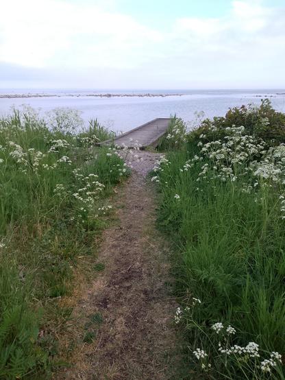 A small path that leads up to a small bridge that is just by the sea. On both sides of the path there is tall, green grass.