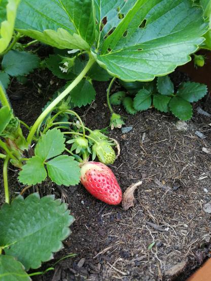 Un gros plan sur un pied de fraises avec une fraise presque mûre à côté d'autres encore vertes, et de fleurs.