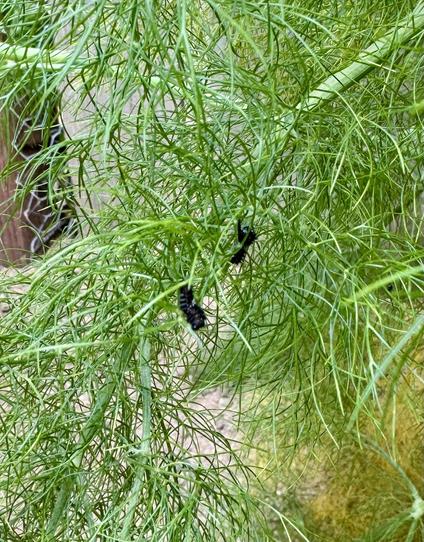 Fine green fennel fronds surround two  small blurry black caterpillars. Each has a little white blotch in the center.