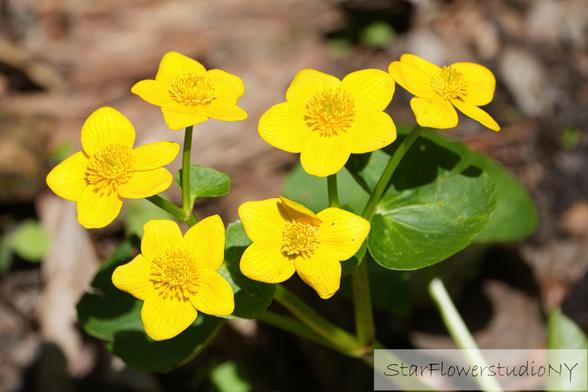 Bright yellow flowers on marsh marigold.