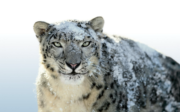 The snow leopard from Mac OS X Snow Leopard.