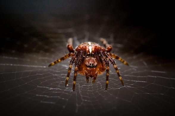 Das Bild zeigt eine Spinne in Nahaufnahme, die in ihrem Netz sitzt. Der Fokus liegt auf der Spinne, die detailliert dargestellt ist. Der Hintergrund ist dunkel und unscharf, wodurch die Spinne im Vordergrund hervorgehoben wird. Das Netz ist feinmaschig und dehnt sich über den gesamten Bildhintergrund. Die Farben sind dunkel und erdig, mit den rötlich-braunen Tönen der Spinne, die sich vom dunklen Hintergrund abheben. Das Bild wirkt insgesamt geheimnisvoll und etwas unheimlich.