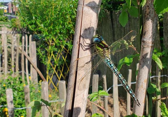 a 8cm dragonfly with blue eyes, green chest and blue/black tail, chilling on a bamboo stake in the sun.