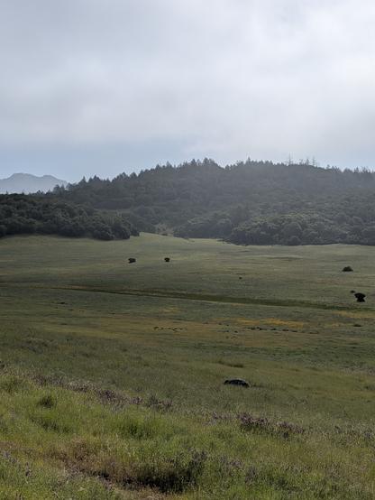 Meadow, forest, mountain, cloud and sky in that order bottom to top.  A gray beautiful feeling over the whole landscape.