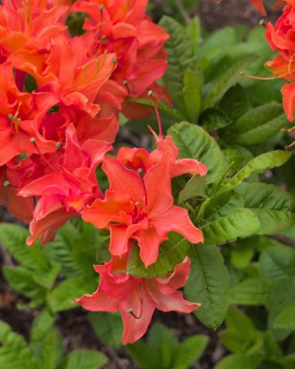 Red flowers on a bush. They have long pointed petals and a vaguely day lily shaped, though the plant doesn't look like a lily. Maybe a variety of rhododendron.