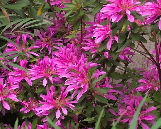 Hot pink flowers with long petals on a bush.
