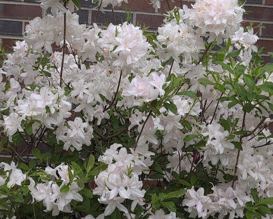 White rhododendron flowers on a bush.