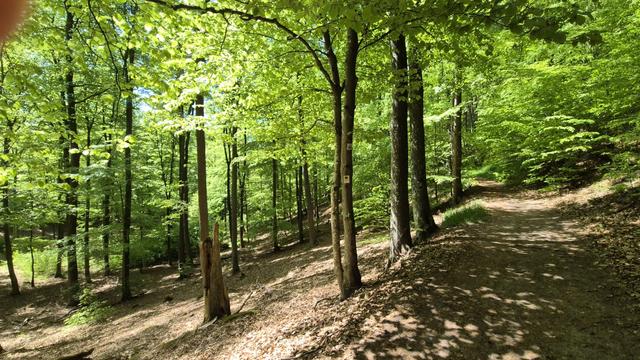 Wanderweg im sonnendurchfluteten Laubwald im Frühling