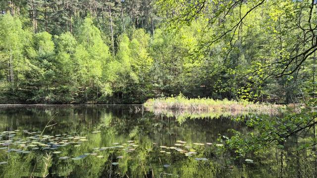 Ein Waldsee mit spiegelnder Oberfläche, auf dem Seerosenblätter und eine kleine Grasinsel zu sehen sind. Am Ufer grüne Bäume.