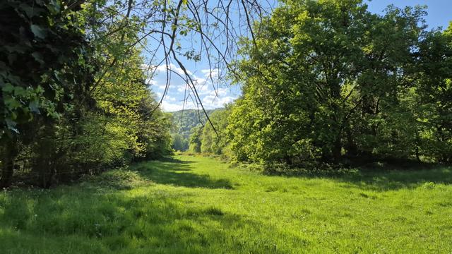 Der Blick in ein schmales Wiesental mitten im grünen Wald. Die Sonne scheint, und alle Pflanzen leuchten im frischen Frühlingsgrün.