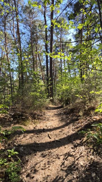Ein schmaler Wanderweg im lichten Mischwald. Die noch zarten Laubblätter leuchten in der schräg einfallenden Sonne.