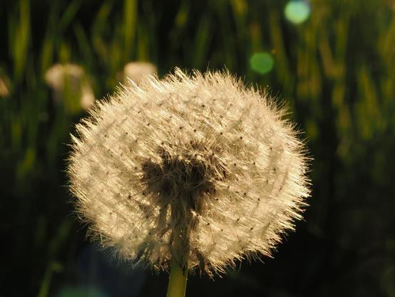 Eine Pusteblume im Abendlicht, dass sie golden einfärbt.