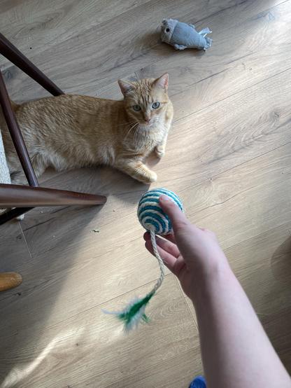 Gucci, an orange cat lies on a wooden floor, looking towards a hand holding a striped toy ball with feathers. A gray stuffed toy fish is positioned nearby.