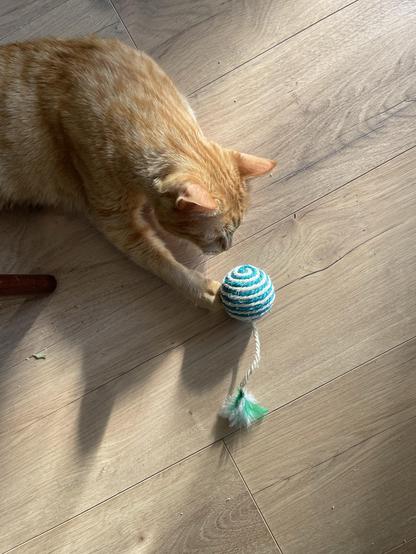 Gucci is reaching towards the striped toy on a rope. Sunlight casts soft shadows around the scene.