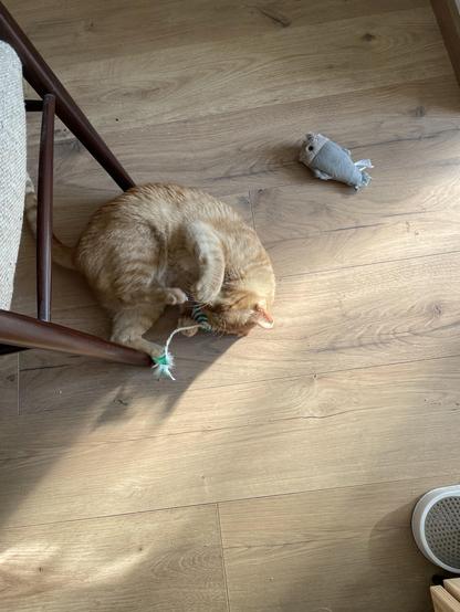 Gucci is playfully rolling on the floor next to a chair, holding the toy with a string. The small gray fish toy is positioned nearby on the wooden floor and gets ignored.