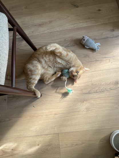 Gucci is now lying on his back playfully, still holding the toy, looking derpy.