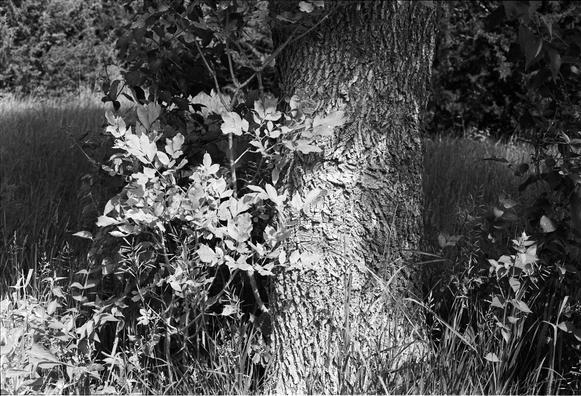 Closeup of a very textured tree trunk.