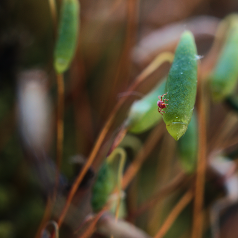 Besonders nahe Aufnahme von Moos-Sporophyten.
Auf einem davon krabbelt eine winzige, rote Milbe: eines jener Spinnentierchen, die bei Sonnenschein oftmals als rasch herum sausende, kleine, rote Punkte auf Schiefer-Mauerwerk zu beobachten sind.
