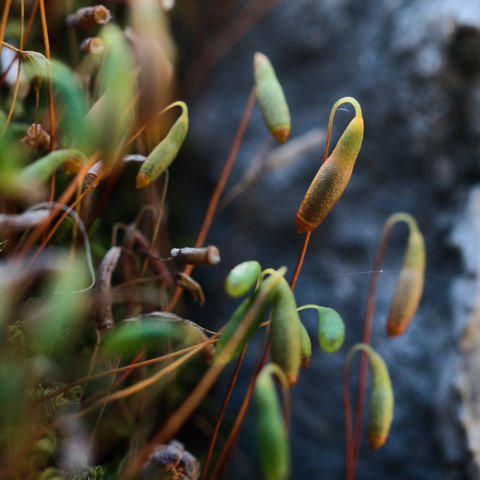 Moos im Schatten in der Spalte einer unscharf im Hintergrund zu erahnenden Kalksteinmauer.
Schönen Sporophyten in sanften Grün- und Gelbgrün-Farbnuancen