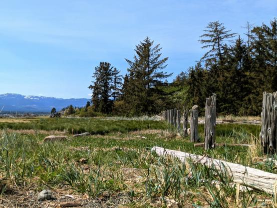 Photo of a watershed area on Vancouver Island, showing a row of wind-eroded fence posts and a grassy field that transitions to a conifer forest.