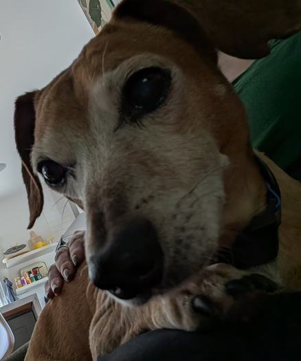 closeup but backlit pic of a dachshund-mix lying on a person's lap. her hand is on his back.