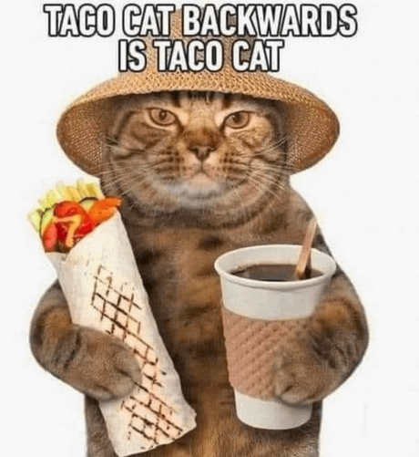 a cat holding a gyro and a drink. 

words read: taco cat backwards is taco cat.