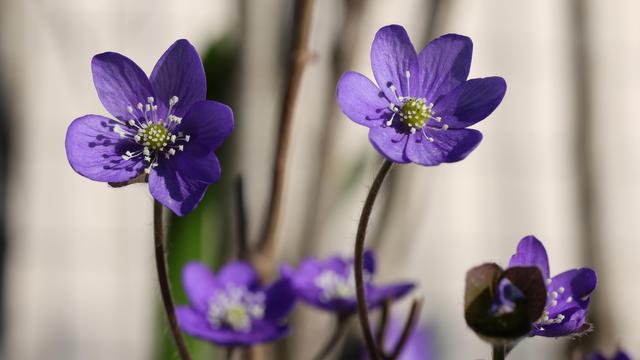 A close up photo of liverwort flowers on a sunny spring day.