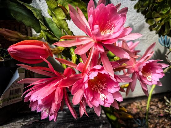 The image features a cluster of vibrant pink flowers, likely from a cactus plant, with multiple blooms in various stages of opening. The flowers have numerous petals that are a gradient of pink, with some petals having a deeper pink hue at the tips. The center of each flower displays prominent stamens with white filaments and yellow anthers. The flowers are surrounded by green, thick, and fleshy cactus leaves, some of which are spiny. In the background, there is a white wall, and the setting appears to be outdoors, with natural sunlight illuminating the scene. The flowers are in focus, while the background is slightly blurred, emphasizing the flowers' details. A tag with a barcode is visible on the left side, suggesting the plant might be for sale.

Provided by @altbot, generated privately and locally using Ovis2-8B