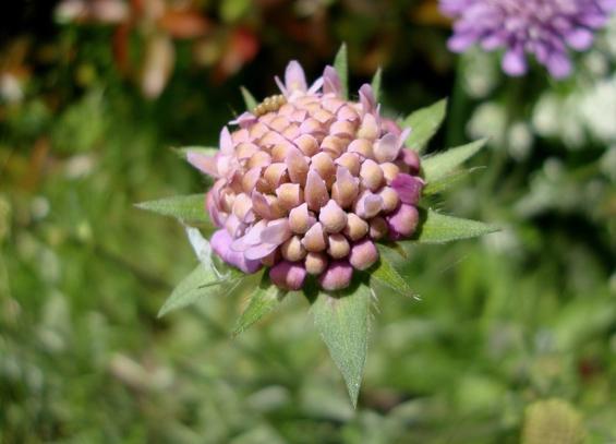 Fleur de scabieuse des champs en train de s'ouvrir