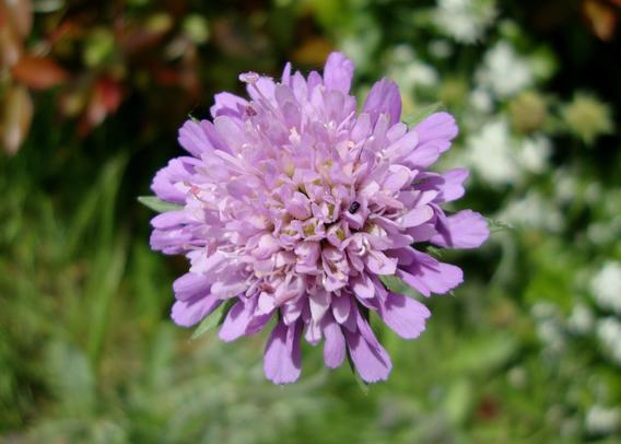 Fleur de scabieuse (ou knautie) des champs