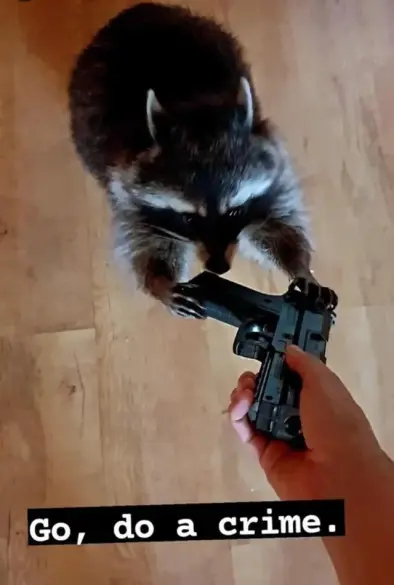 handing a racoon a firearm with the caption "go, do a crime"