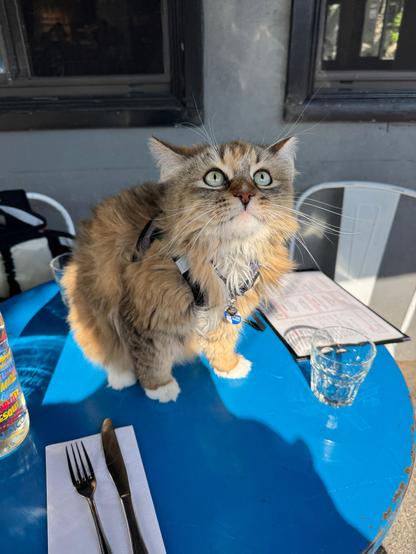 A small Siberian cat sitting on a blue cafe table.