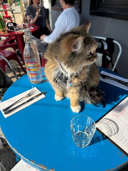 A small Siberian cat sitting on a blue cafe table.