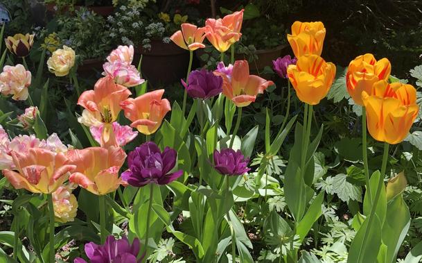 A trio of sunlit tulip varieties and hues…on the left, peachy-salmon, center variety is purple-mauve and on the right, saffron colored petals streaked with crimson red streaks.