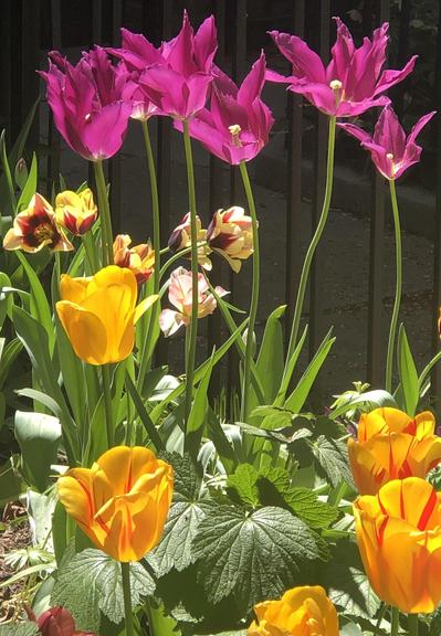 Tulips and more tulips…tall lily-type ‘Purple Dream’…the color looks more fuchsia-pink rather than purple when backlit by the sun. In the foreground is a beautiful tulip variety with saffron colored petals and crimson red streaks.
