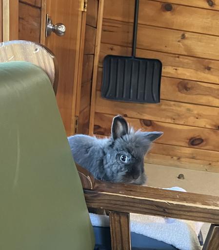 Benny, our gray Lionhead rabbit climbing on a chair. There is a snow shovel hanging on the wall which we did not need.