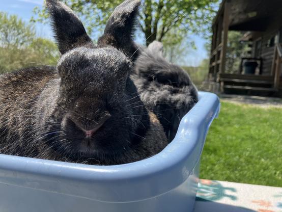 Two frenemy rabbits in one small blue litter box.  No blood was shed.
