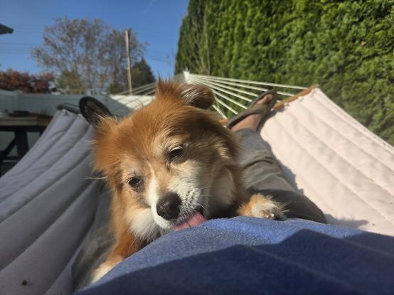 I'm in a hammock with my dog on my lap.
She's licking my stomach, which is covered by a t shirt.
Neither of us knows what's going on.