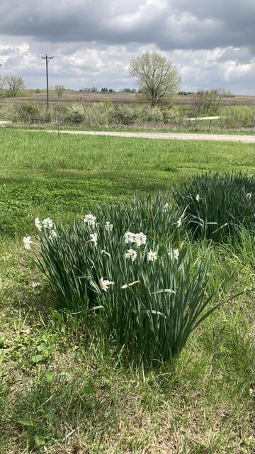 A couple of bunches of white daffodils in the lawn.  In the background, farm fields under a springtime sky of clouds snd sun.