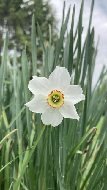 Close-up of one flower.  Six white petals around a yellow center that is outlined in orange.  Long, dark green, grass-like leaves behind the flower.