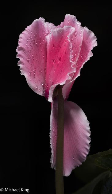Cyclamen flower with water droplets clinging to the petals