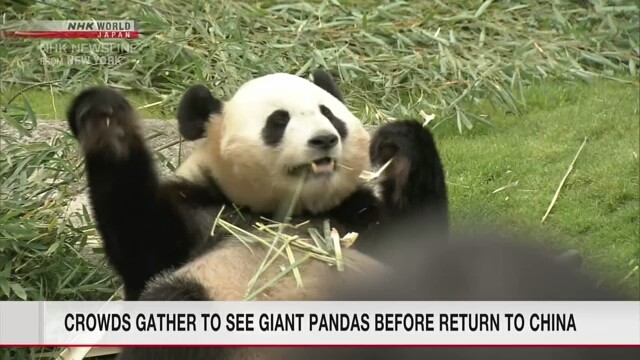 Giant pandas in western Japan attract crowds before transfer to China