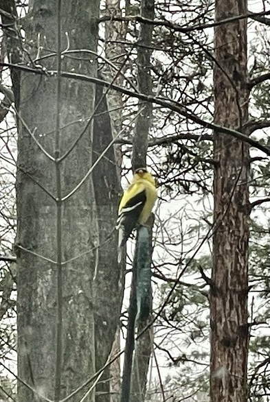 Wild goldfinch on a branch.