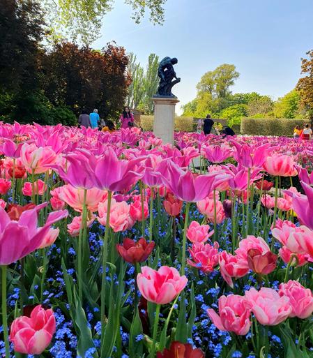 Vibrant garden display of pink and purple tulips in full bloom, with blue forget-me-nots creating a colorful carpet beneath. A bronze statue on a pedestal stands among the flowers while visitors explore the formal garden on a bright spring day.