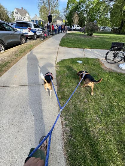 Two dogs on leashes are being walked along a sidewalk. A crowd of people is gathered in the background near police vehicles and bicycles. Green grass lines the path, and trees are visible in the vicinity.