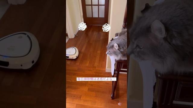 早く行ってよ #ねこ動画 #cat #アメリカンカール