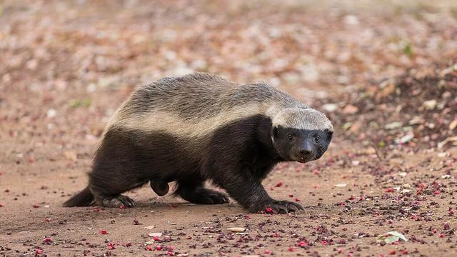 Honey badger at Satara camp in Kruger National Park, South Africa. (Wikipedia)