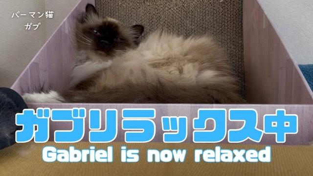 バーマン猫ガブとラフ【ガブリラックス中】Gabriel is now relaxed（バーマン猫）Birman/Cat