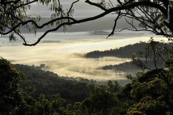 Early morning view down a steep, wooded hillside into a valley filled with white mist, lit blazing in places by the rising sun. The mist almost completely obscures the trees under it, ridges emerging and the trees on them casting long shadows back into the valley. Sunlight glints off the leaves of the trees in the foreground, and the shot is framed by the overhanging branch of a close tree.