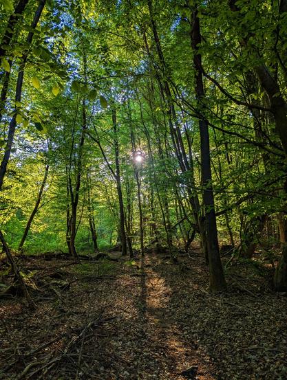 Sunlight filters through a dense woodland scene, creating a striking contrast between light and shadow. The forest floor is covered in fallen leaves and twigs, with tall, slender trees reaching upwards. The leaves are a vibrant green, illuminated by the sun, which is partially obscured by the trees.